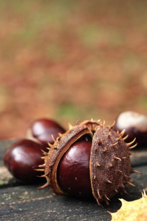 chestnut-sich-aus-seiner-schale chestnut-sich-aus-seiner-schale